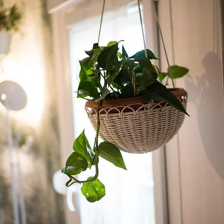 Apartment Avocado